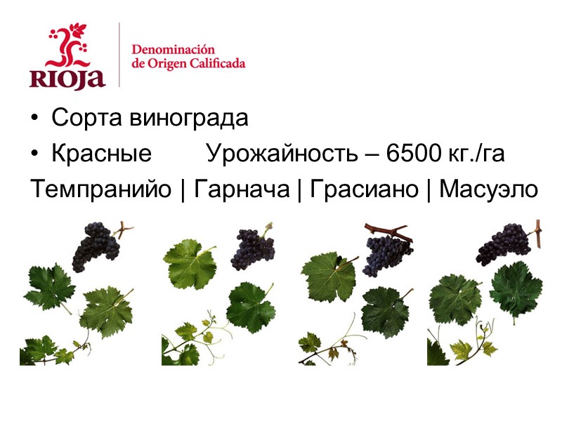 Сорта винограда Красные  Урожайность – 6500 кг./га Темпранийо | Гарнача | Грасиано |